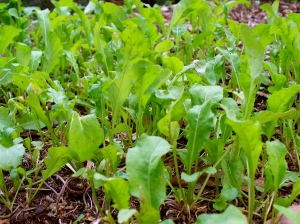 The arugula in the garden that will soon be in my dinner.