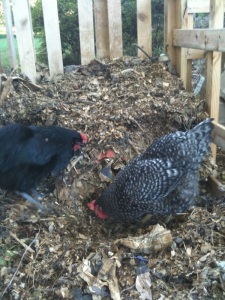 Esther's chickens feast on insects in the compost